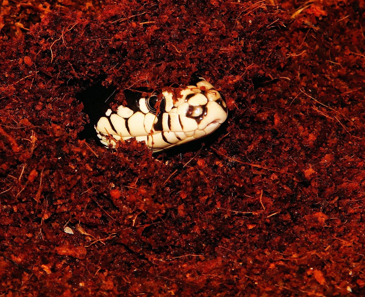 2005奥门资料大全免费和生肖：虎-狗-蛇-抵制虚假渲染术